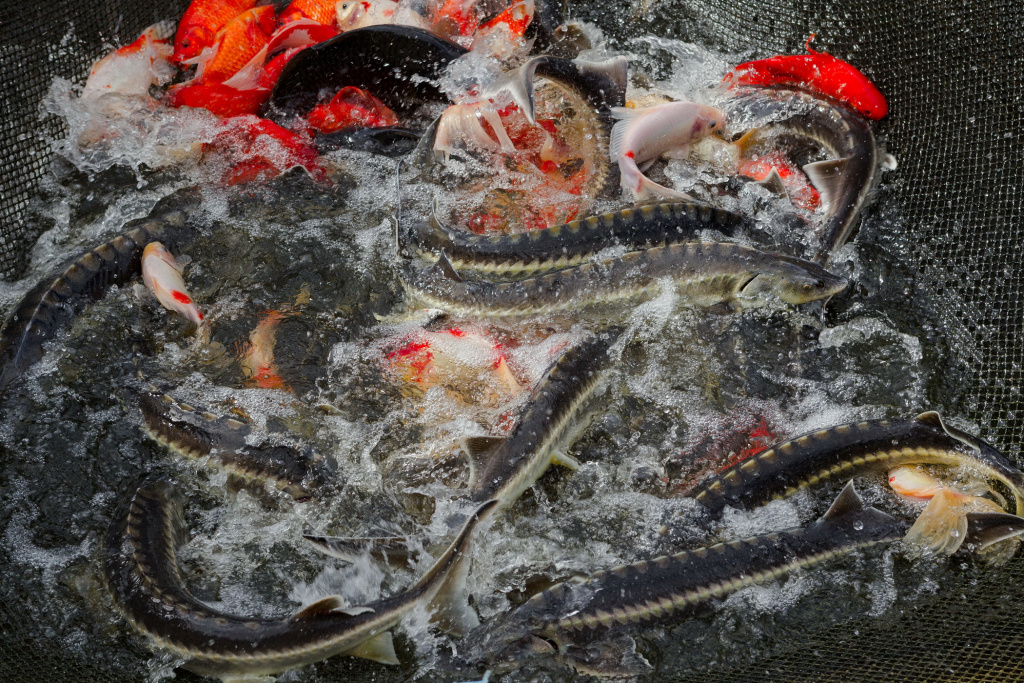 Объем производства товарной рыбы в акватории озер-охладителей КАЭС в 2021 году составил почти 300 тонн