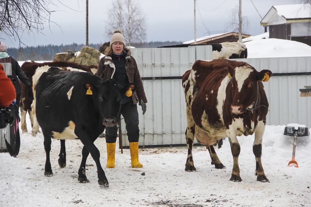 Оксана Люнева ведет коров на дойку