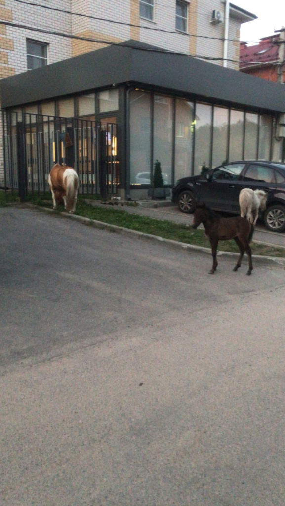 В Твери очевидцы опубликовали фото обглоданного собаками трупа пони