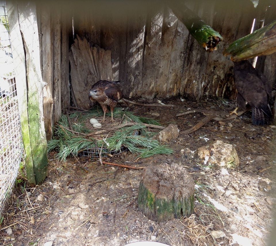 В Тверской области в центре реабилитации диких животных появились маленькие сипухи и неясыть