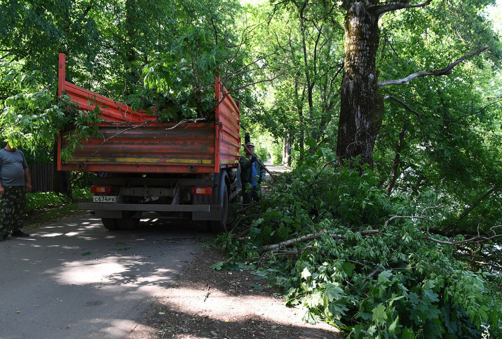 В парке частично вырублены самосевные и аварийно-опасные деревья