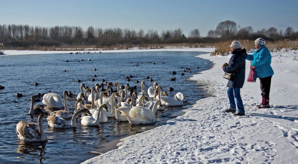 В Торопце Тверской области насчитали около сотни зимующих лебедей  