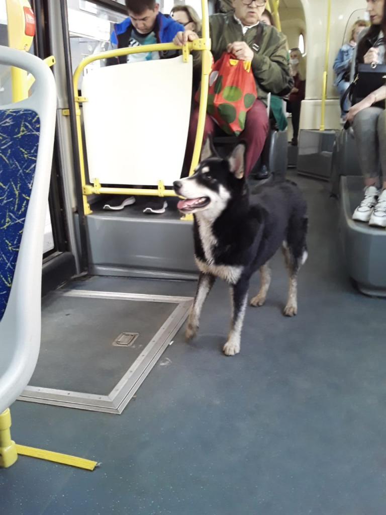 В Твери собака ищет хозяина в автобусах