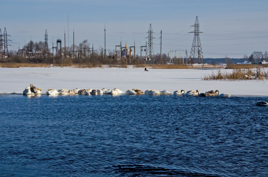 В Торопце Тверской области насчитали около сотни зимующих лебедей  