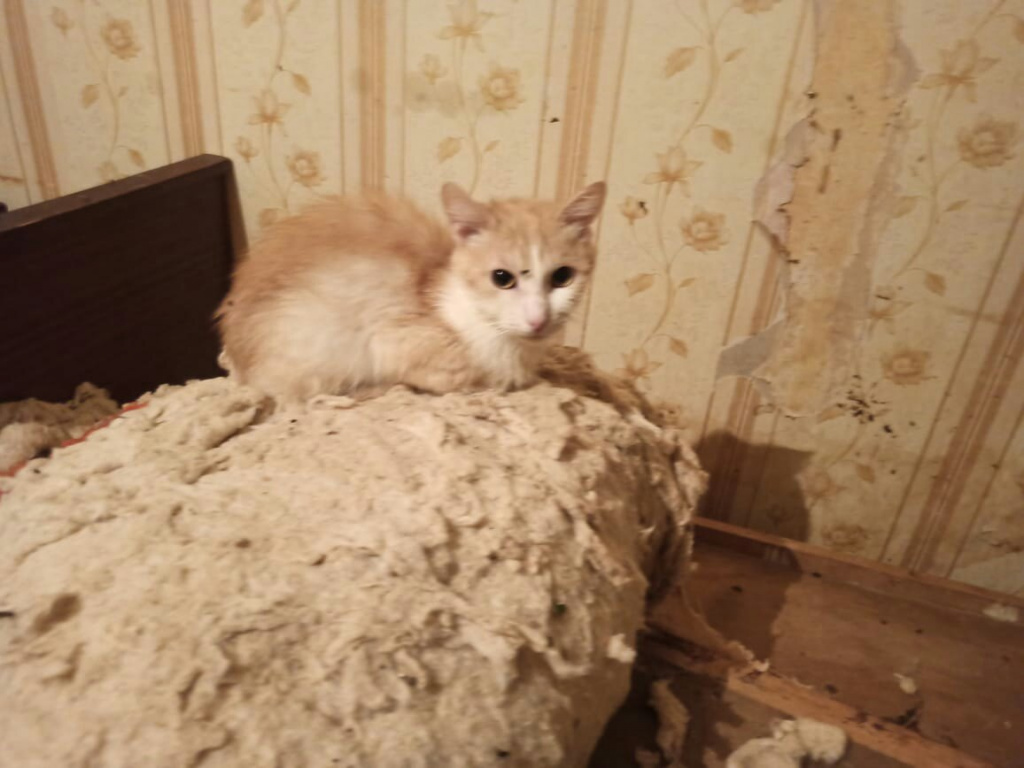  В Тверской области 20 голодных кошек ели друг друга в квартире умершей хозяйки
