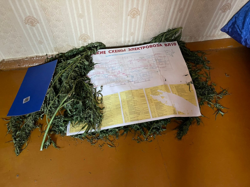 У жителя Тверской области нашли 3 кг конопли