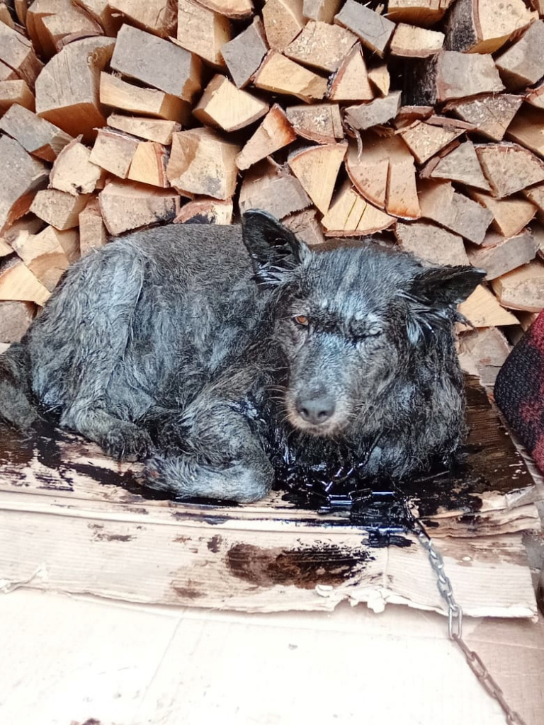 В Тверской области спасли тонущую в битуме беременную собаку