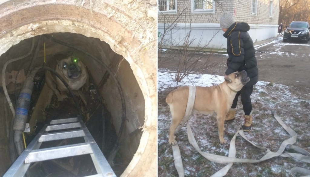 В Тверской области собака провалилась в открытый люк 