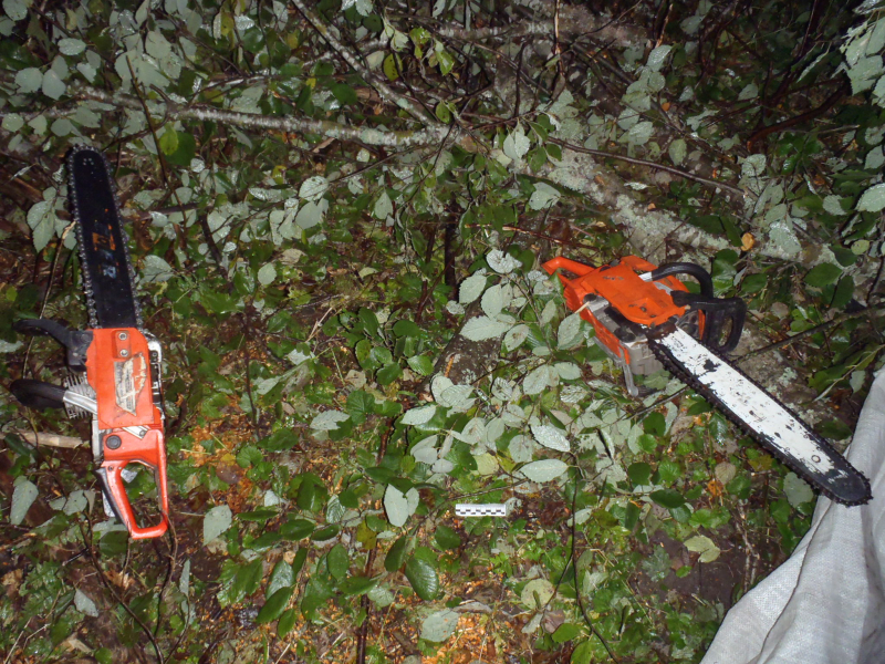 В Тверской области задержали нелегально срубивших 95 деревьев мужчин