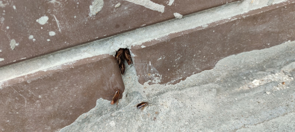 В Твери жители ЖК страдают от нашествия тараканов