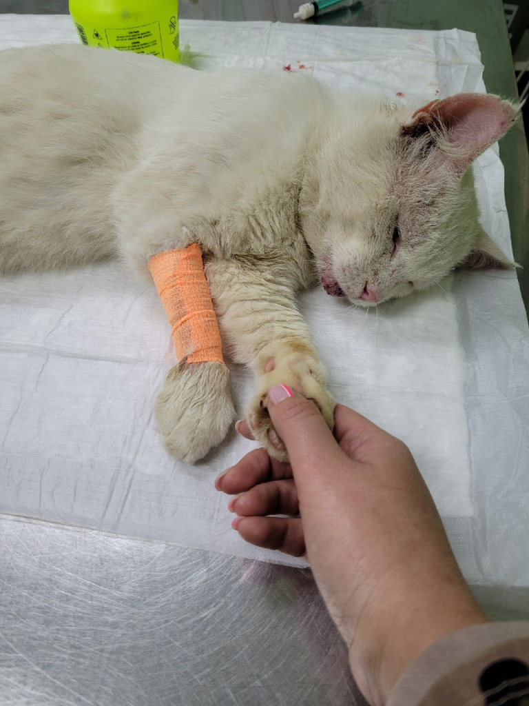 В Торжке спасли кота, получившего пулю в лоб