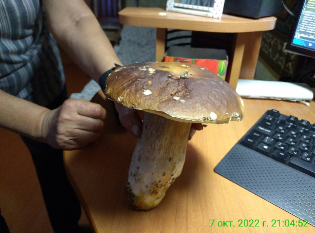 Жители Тверской области отыскали в лесу грибы-гиганты