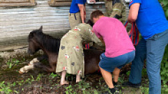 Спасатели вытащили лошадь из канализационного люка в Тверской области