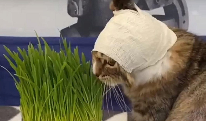 В Твери спасают котенка Флинта с тяжелыми ранами головы и глаза
