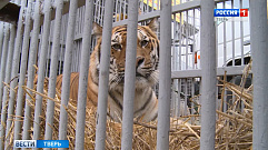 Из Тверской области тигр Барсик переезжает в Старооскольский зоопарк