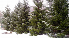 В пятницу 14 декабря в Твери пасмурно и снежно