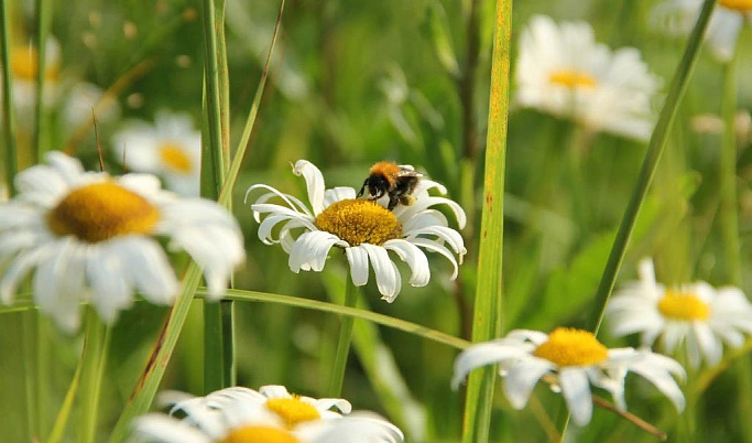 В Тверской области у пчёл нашли опасное инфекционное заболевание