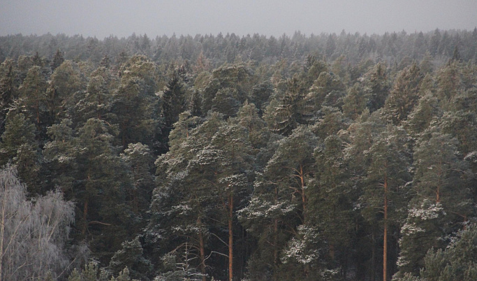 В Тверской области утвердили госпрограмму по сохранению лесов на пять лет