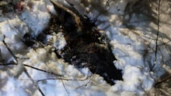 Браконьер убил лося в лесу Фировского района