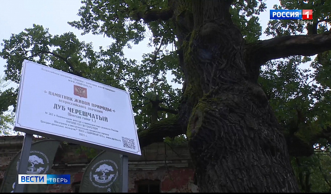 200-летний дуб в тверском парке «Воксал» получил статус памятника живой природы