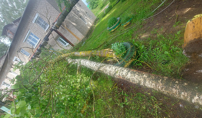 В Кимрах шквалистый ветер обломал под корень несколько деревьев 