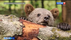 В Центре спасения медвежат под Торопцем показали видео из жизни подопечных