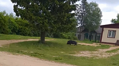 Кабан, гулявший возле ФАПа в Тверской области, оказался вьетнамской свиньей