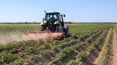 В Тверской области поддержат производителей, выращивающих картофель и овощи открытого грунта