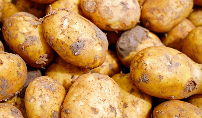 В Тверской области раскрыли секреты правильного выбора картошки