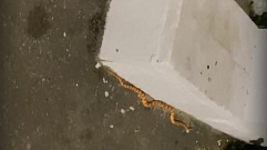 Экзотическую змею нашли на улице в Твери