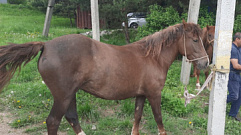 В Тверской области 46-летний мужчина украл трех коней 