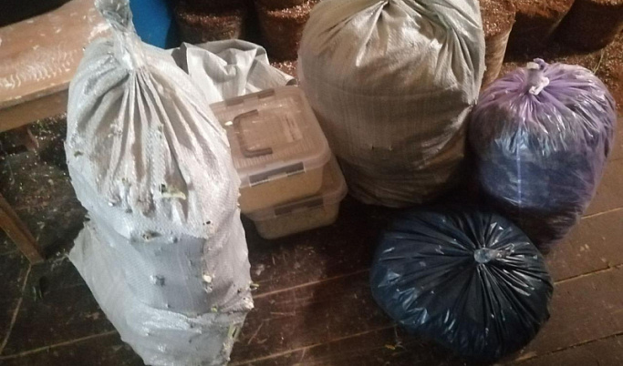 Житель Тверской области хранил дома 1,5 кг марихуаны