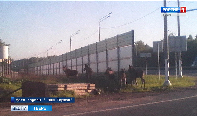 Водителям Тверской области напоминают о сезонной миграции лосей