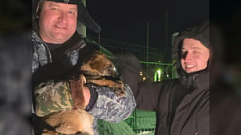Лихославльские полицейские спасли щенков от мороза