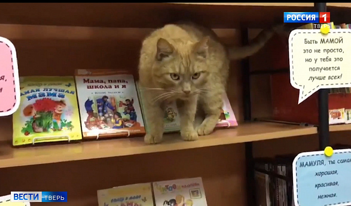 В Тверской области выясняют обстоятельства пропажи кота-библиотекаря Степана 