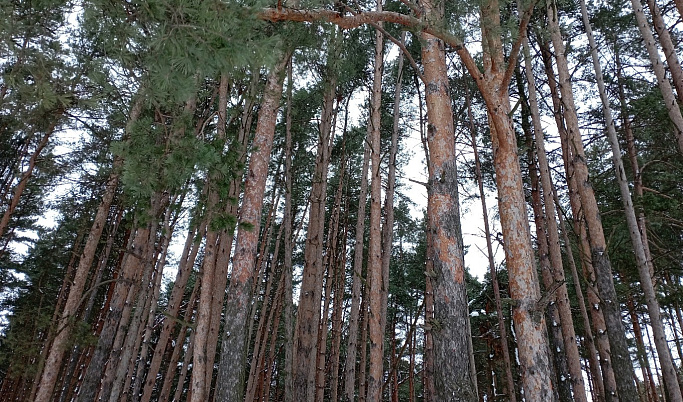 В Тверской области собственник незаконно вырубил лес на 4,5 млн рублей