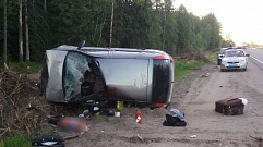 20-летний водитель иномарки погиб, врезавшись в лося в Тверской области