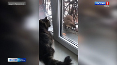 В Твери на видео попал момент знакомства кота и дикой куницы 