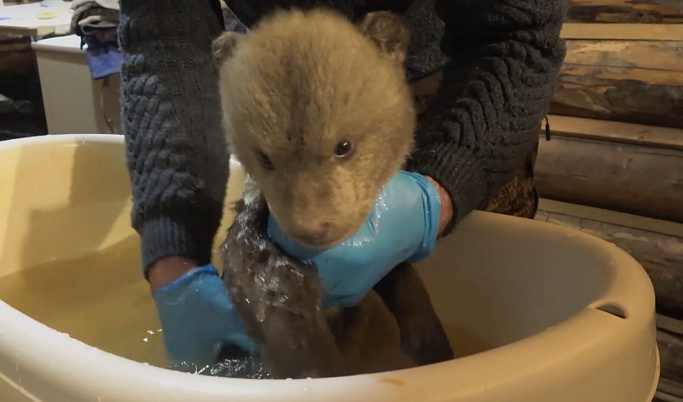Специалисты из Центра спасения медвежат-сирот опубликовали видео с банными процедурами медвежат