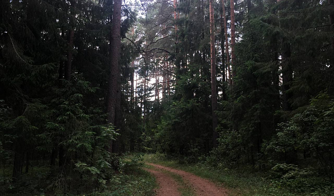 Полиция Тверской области напомнила основные правила безопасности в лесу