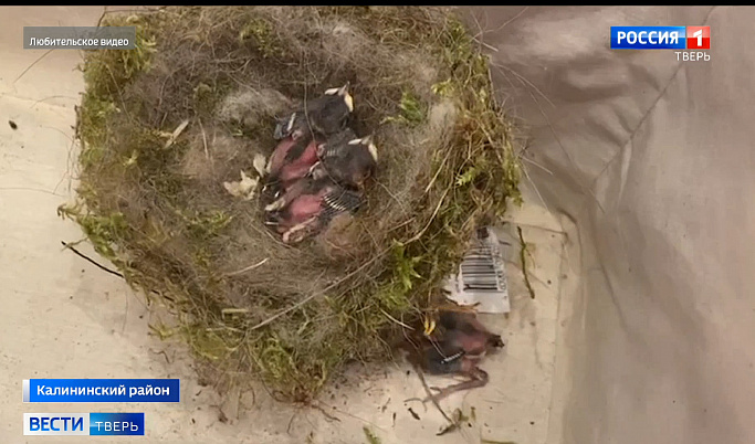 Жители Тверской области извлекли из вытяжной трубы гнездо с птенцами  