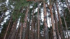 В Тверской области собственник незаконно вырубил лес на 4,5 млн рублей