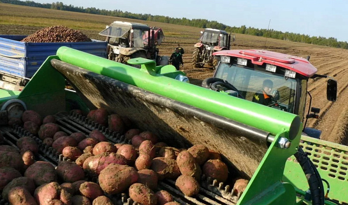 В Тверской области увеличилась урожайность зерновых культур, картофеля и овощей