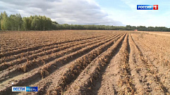 В Лихославльском районе планируют собрать порядка 20 тонн картофеля