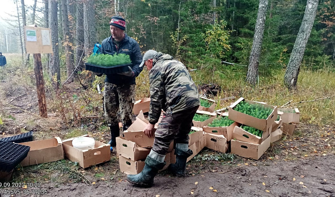 В Тверской области высадили 3 740 сеянцев ели в рамках национального проекта России «Экология»