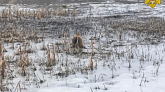 Провалившуюся под лёд собаку спасли в Тверской области