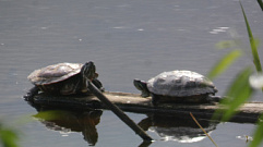 Красноухие черепахи снова появились в Твери