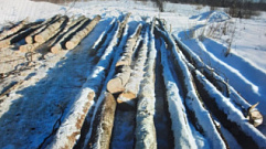 Житель Тверской области незаконно вырубил 16 кубометров леса 