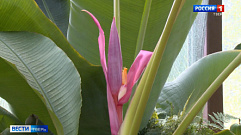 В Ботаническом саду ТвГУ впервые зацвел «гламурный» банан