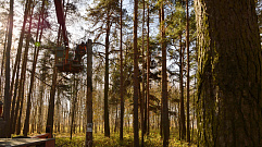 В Бобачевской роще проходит вырубка опасных деревьев